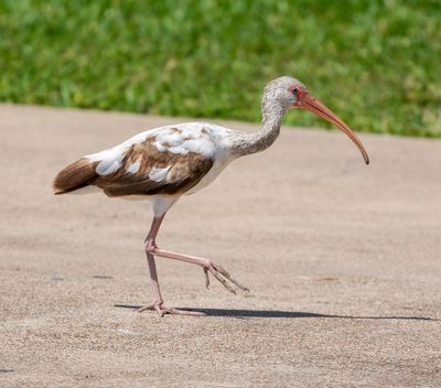 White Ibis