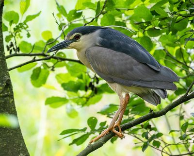 Black-crowned Night Heron