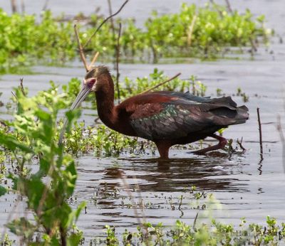 White-faced Ibis