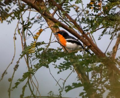 Braun's Bushshrike