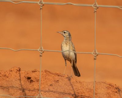 Buffy Pipit
