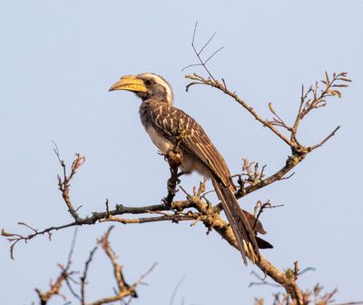 Pale-billed Hornbill