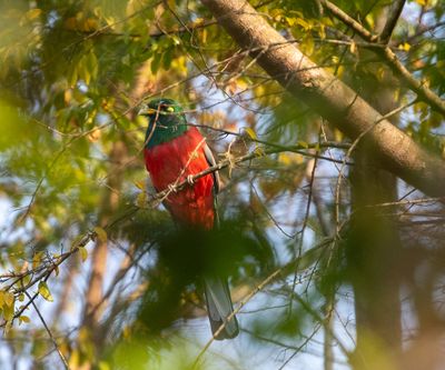 Narina Trogon