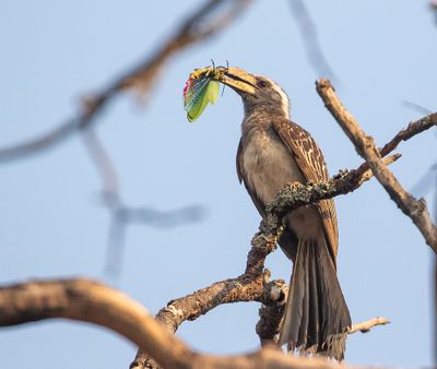 Pale-billed Hornbill