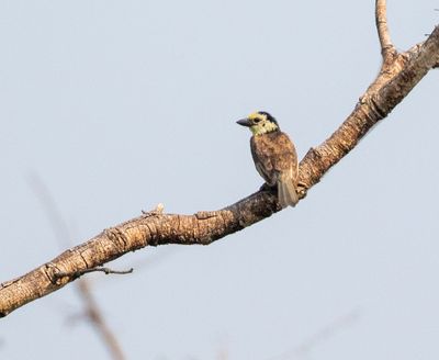 Anchieta's Barbet