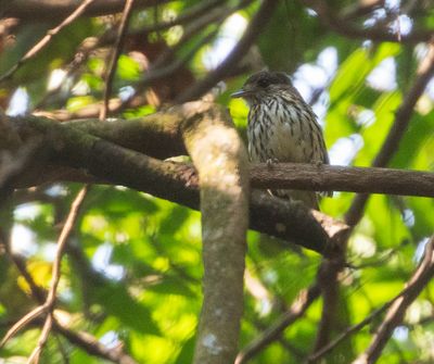 African Broadbill