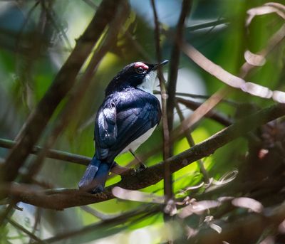 Black-throated Wattle-eye