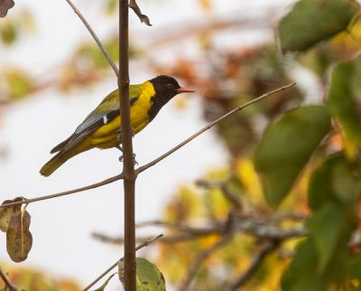 African Black-headed Oriole