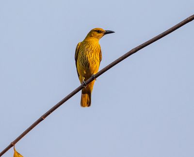 African Golden Oriole