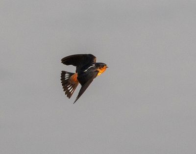 Red-throated Swallow