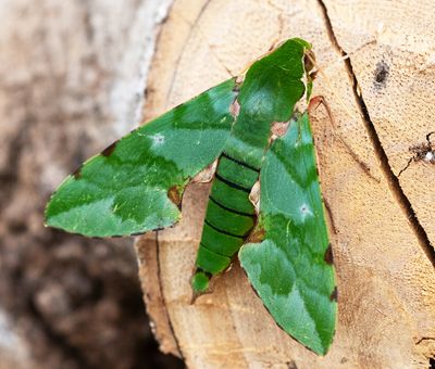 Verdant Hawkmoth