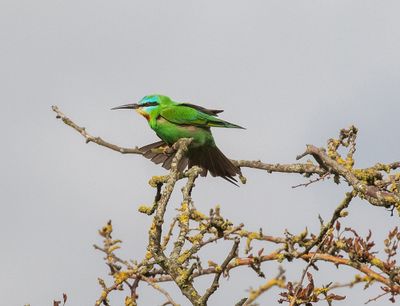 Blue-cheeked Bee-eater