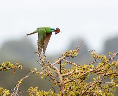 Blue-cheeked Bee-eater