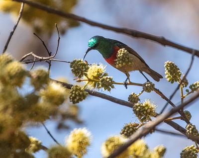 Western Miombo Sunbird