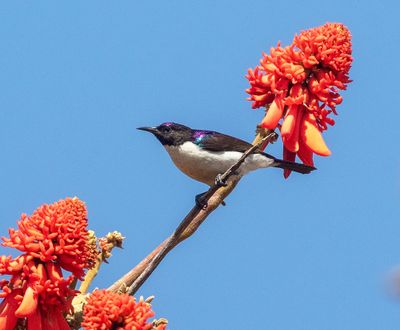 Western Violet-backed Sunbird