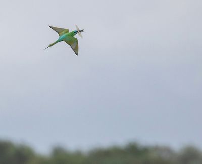 Blue-cheeked Bee-eater