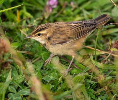 Sedge Warbler