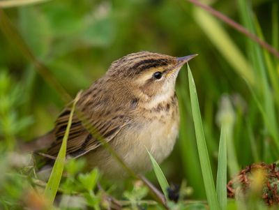 Sedge Warbler
