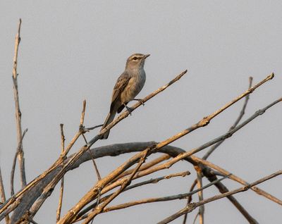 Ashy Flycatcher
