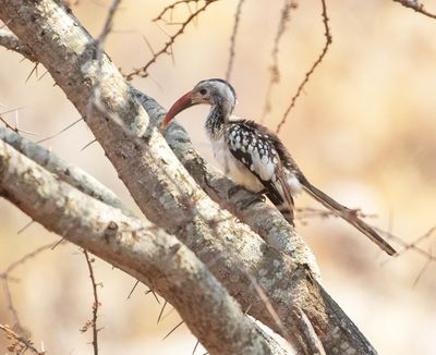 Damara Red-billed Hornbill