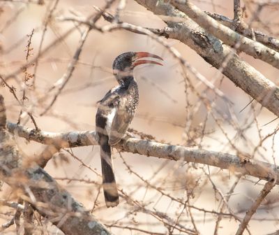 Monteiro's Hornbill