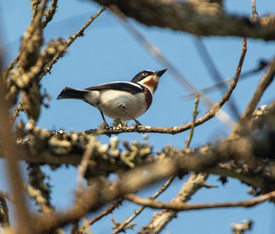 Chinspot Batis