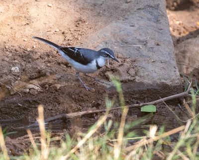 Mountain Wagtail