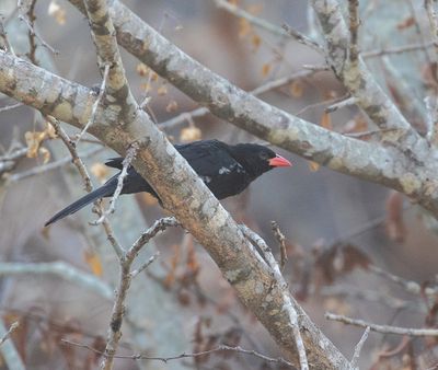 Red-billed Buffalo-Weaver