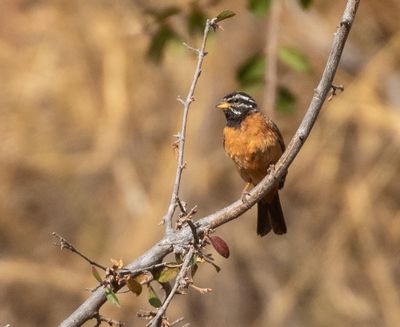 Cinnamon-breasted Bunting