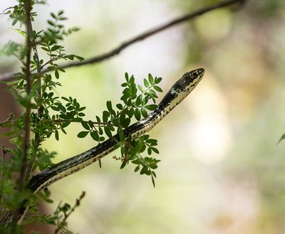 Snake sp.