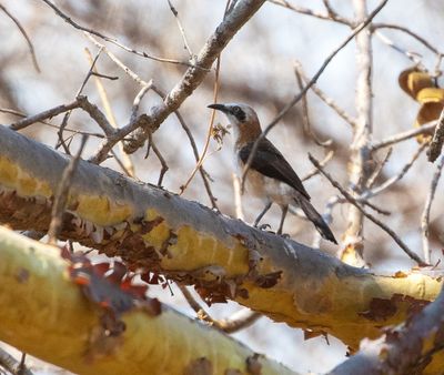 Bare-cheeked Babbler