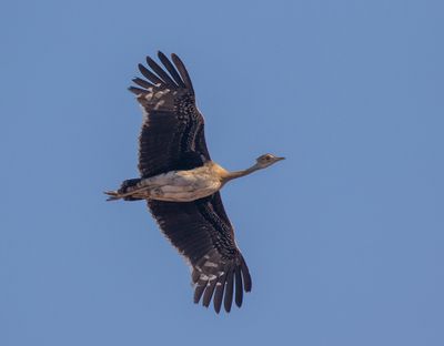 Black-bellied Bustard