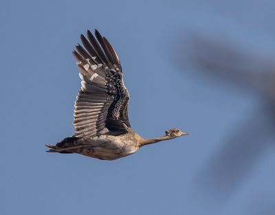 Black-bellied Bustard