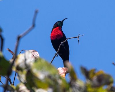 Scarlet-chested Sunbird
