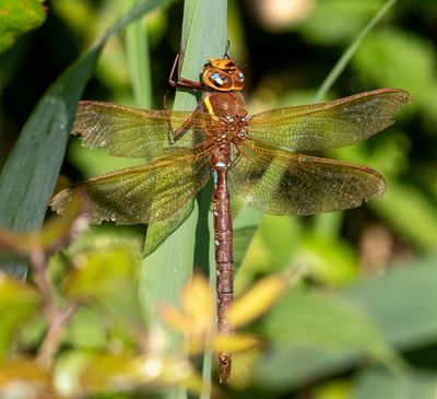 Brown Hawker