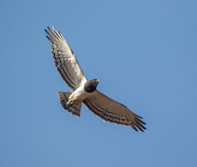 Black-chested Snake-Eagle