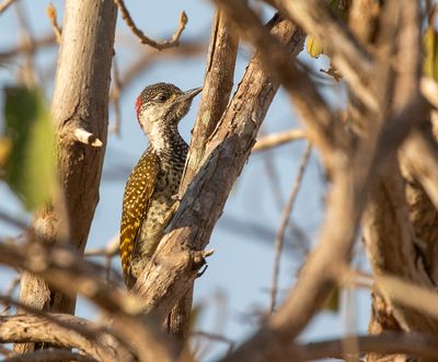 Golden-tailed Woodpecker