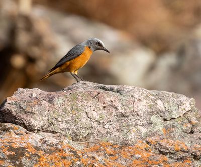 Short-toed Rock Thrush