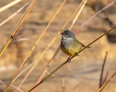 Angola Waxbill
