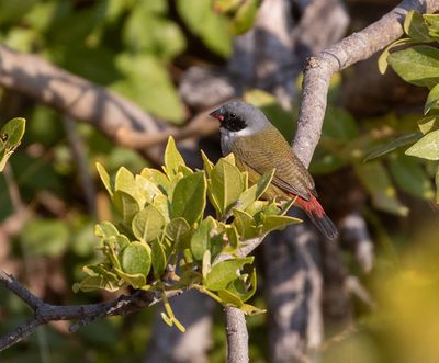 Angola Waxbill