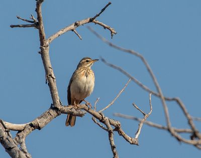 Woodland Pipit