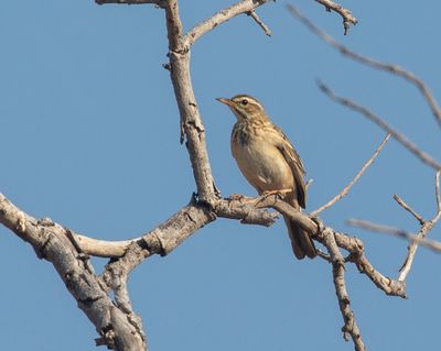 Woodland Pipit