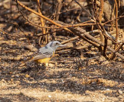 Short-toed Rock Thrush