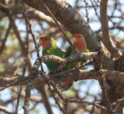 Rosy-faced Lovebird