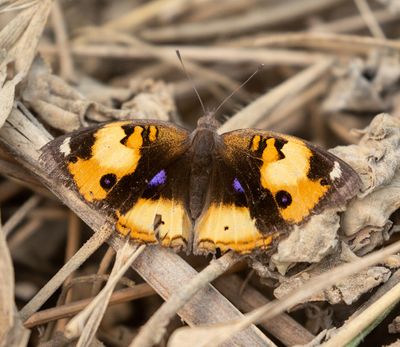 Butterfly sp.