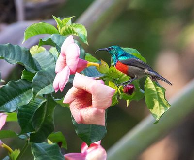 Ludwig's Double-collared Sunbird