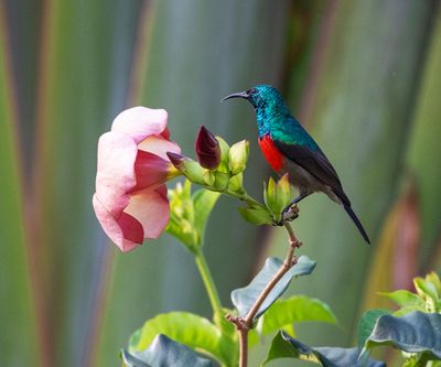 Ludwig's Double-collared Sunbird