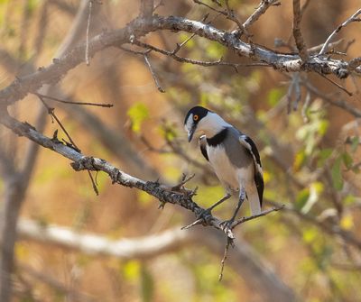 White-tailed Shrike