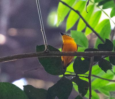 Yellow-bellied Wattle-eye