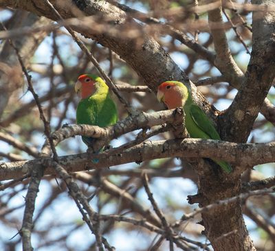 Rosy-faced Lovebird